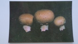 From MUSHROOMS Set  - Agaricus -  Mushroom - Old Postcard - - Champignon 1990 - Paddestoelen