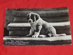 BOURG SAINT PIERRE  -    Jeune Chien à L´ Hospice Du Grand St Bernard - Bourg-Saint-Pierre 