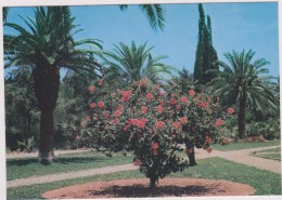 SAUDI ARABIA,ARABIE SAOUDITE,SAUDITA,ARAB EMIRATES,RIYAD,NEJD,PRAIRIE,JARDIN,OASIS,PALMIER,FLEURS - Saoedi-Arabië