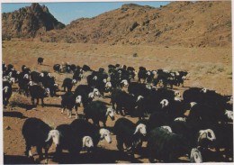 SAUDI ARABIA,ARABIE SAOUDITE,SAUDITA,ARAB EMIRATES,NAJDI SHEEP,NEJDI,MOUTONS,TROUPEAU,UNAIZAH - Saudi-Arabien