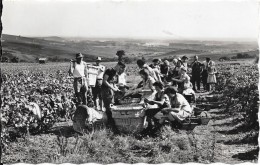 AY - Scène De Vendanges - Ay En Champagne