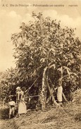 S. THOMÉ, SÃO TOMÉ, ILHA DO PRINCIPE, Pulverisando Um Cacoeiro, 2 Scans - São Tomé Und Príncipe