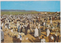 AFRIQUE,AFRICA,AFRIKA,ALGERIE,ALGERIA,MAGHREB,SOUK,Marché Aux Moutons - Tlemcen