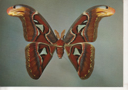 CP - TRES GRAND FORMAT - ATTACUS ATLAS - INDIEN - PAPILLON - C. RIMOLDI - Schmetterlinge