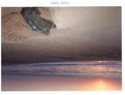 (808) Oman - Green Turtle - Tortue - Turtles