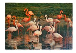 Villars Les Dombes: Parc Ornithologique Departemental De La Dombe, Flamants Roses (16-1769) - Villars-les-Dombes