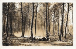 DEPT 40 - Foret Landaise Avec Troupeau De Moutons - Cliché E VIGNES - Castets - ENCH0616 - - Castets