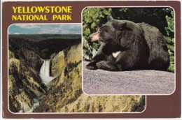 Yellowstone National Park, Lower Falls, Black Bear, 1989 Used Postcard [18653] - Yellowstone