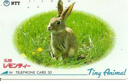 CARTE-MAGNETIQUE-JAPON-LAPIN-TBE - Kaninchen