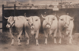CPA - PHOTO Carte-Photo  Quatre Vaches Bovin Salon De L' Agriculture à PARIS En1927  + Cachet Au Dos - Autres & Non Classés