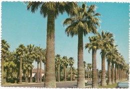 Palm-lined Central Avenue Adjacent To Phoenix Public Library, Arizona, Unused Postcard [18708] - Phönix