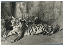 (ORL 115)  France - Comité National De L'Enfance - Tigresse Et Ses Petit - Tiger And Cubs - Tigres