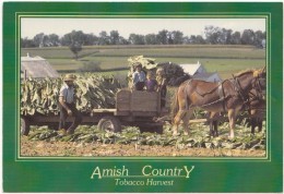 Amish Country, Tobacco Harvest, PA, Unused Postcard [18754] - Lancaster