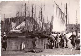 Delcampe - CP - La Peche - Visvangst - En Bretagne Le Port De Concarneau - Thonniers Au Port - Fischerei