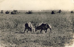 MOÇAMBIQUE, MOZAMBIQUE, GORONGOSA, 2 Scans - Mosambik