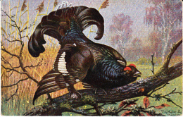 Chasse, Hunting Auerhahn Korhoen Black-Cock  Signe Fritz Müller  Oiseau  Geflügel  Old  Cpa. Ca. 1900 - Jagd