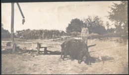 1915 Magyar Katona és Egy Mangalica Barátsága A Szerbia Elleni Hadjárat... - Andere & Zonder Classificatie