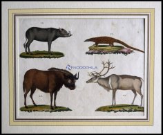 4 Verschiedene Säugetiere (Phatagin, Saiga-Antilope, Renntier U. Hirscheber) Auf Einem Blatt, Altkolorierter Kupfer - Litografia