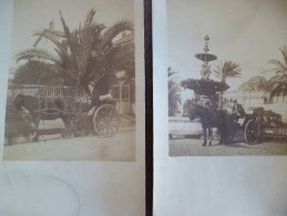 2 Cartes Photos 83 Var Hyères Cocher Et Son Cheval Pipo Fontaine Godillot Unique !!!! - Hyeres