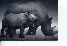 (494) Rhinoceros - - Rinoceronte