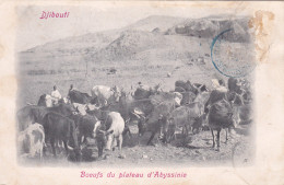 DJIBOUTI - BOEUFS DU PLATEAU D ABYSSINIE - 1904 - Cachet Postal Bleu Au Dos - Cote Française Des Somalis - Djibouti