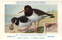 12359  Nederland,  Maximum 1961 Bird, Oiseau, Vogel, - Maximum Cards