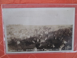 CARTE PHOTO . RABBIT DRIVE . STRIPED RABBITS - Other & Unclassified