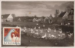 48011- DOMESTIC GEESE, BIRDS, MAXIMUM CARD, 1975, ROMANIA - Ganzen