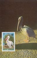 48012- PELICAN, BIRDS, MAXIMUM CARD, 1985, ROMANIA - Pélicans