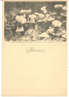 CARTE MENU . ANEMONES DE MER - Oceanographic Museum