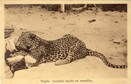 ANGOLA, Leopardo Caçado Em Armadilha, 2 Scans - Angola