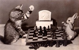 CHAT Aux ÉCHECS / CAT At CHESS / SCHACH - CARTE VRAIE PHOTO - RUSSIA / REAL PHOTO POSTCARD - ANNÉE / YEAR : 1956 (u-856) - Scacchi