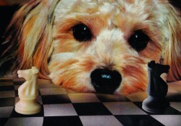 CHIEN Aux ÉCHECS / DOG At CHESS / SCHACH Und HUND - CAISSA / KECSKEMET (u-859) - Chess