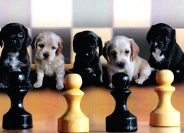 CHIEN Aux ÉCHECS / DOG At CHESS / SCHACH Und HUND - CAISSA / KECSKEMET (u-860) - Schaken