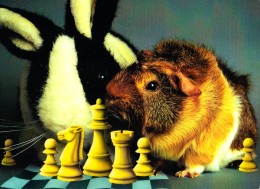 COCHON D'INDE Aux ÉCHECS / GUINEA PIG At CHESS / SCHACH Und MEERSCHWEINCHEN - CAISSA / KECSKEMET (u-862) - Chess