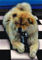 CHIEN Aux ÉCHECS / DOG At CHESS / SCHACH Und HUND - CAISSA / KECSKEMET (u-864) - Chess