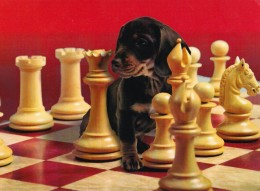 CHIEN / TECKEL Aux ÉCHECS / DOG At CHESS / SCHACH Und HUND - CAISSA / KECSKEMET (u-865) - Schach