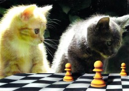 CHAT Aux ÉCHECS / CAT At CHESS / SCHACH Und KATZE - CAISSA / KECSKEMET (u-869) - Echecs