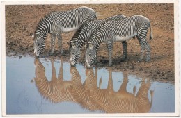 Grevy's Zebras, San Diego Zoo, Used Postcard [18831] - Zebra's