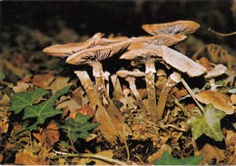 50 - Champignons Pholiote - OEUVRES Des PUPILLES De L ECOLE PUBLIQUE De La MANCHE - Mushrooms