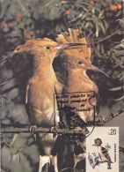 #BV2494 BIRD, MAXIMUM  CARD, USED, 1995, ROMANIA. - Pics & Grimpeurs