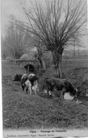 VIGNY .... PAYSAGE DE L AUBETTE ... VACHE PATURAGE - Vigny