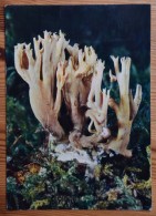 Champignon Clavaire Jaune - Clavaria Condensata - (n°6618) - Paddestoelen