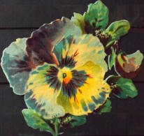 CHROMOS DECOUPIS GAUFFRES - FLEURS - Scans Recto / Verso - Dimensions : 110 X 85mm De Haut - Décollé - Bon Etat - Flowers