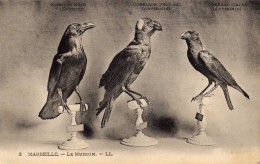 Album-Souvenir  - Vues Détachables - Le Muséum - Oiseaux -  N° 2-Corbeau Noir,  Corbiron Gros Bec, Corbeau Cafre - L.L. - Museums