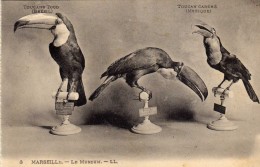Album-Souvenir  - Vues Détachables - Le Muséum - Oiseaux -  N° 3 - Toucans Toco (Brésil), Toucan Carené (Mexique) - L.L. - Museen