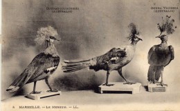 Album-Souvenir  - Vues Détachables -Le Muséum -Oiseaux -N° 4 -Gouras Couronnés Australie, Gouras Victoria Australie-L.L. - Museen