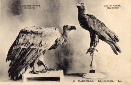 Album-Souvenir - Vues Détachables - Le Muséum - Oiseaux - N°6 - Vautour Fauve Aigle Royal Europe - L.L. - Musea