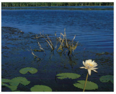 (234) Australia - NT - Billabong And Nenuphar - Darwin