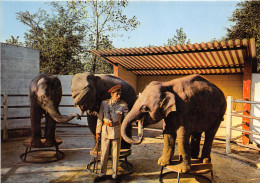 60- ERMENONVILLE - ZOO JEAN RICHARD , LA REPETITION DES ELEPHANTS - Ermenonville